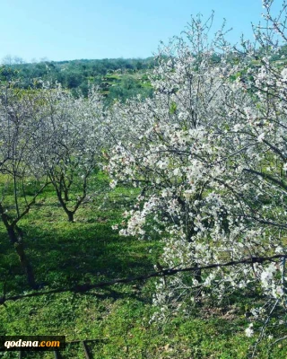 گزارش تصویری

نبض زندگی در فلسطین