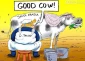 The good Cow...!