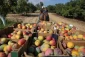 Mangoes in Gaza: Available in large quantities and taste good