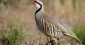 Palestinian partridge: Beauty on verge of extinction