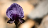 نبض زندگی در جنین 7