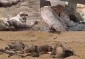 شکار ۲۸ مزدور عربستان ظرف ۴۸ ساعت گذشته