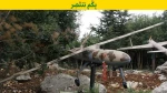 شاهد الصور

حزب الله ينشر صوراً لـ 