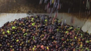 Turkey accused of stealing Syrian olives to finance FSA militants