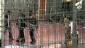 Torture of Palestinian detainees prevails in Israeli prisons: Palestinian NGO