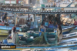 Gaza fishermen catch 73 giant tuna fish in the Mediterranean