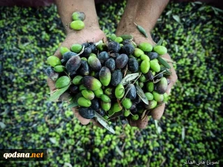 موسم برداشت گواوا و تولید روغن زیتون در نوارغزه به روایت تصاویر