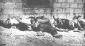 Al-Dawayima massacre, a forgotten massacre
