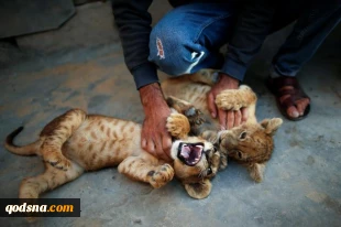 Palestinian baker keeps lion cubs as pets on Gaza rooftop
 2