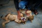 Palestinian baker keeps lion cubs as pets on Gaza rooftop