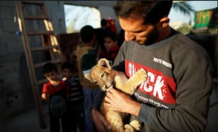 Palestinian baker keeps lion cubs as pets on Gaza rooftop
 2