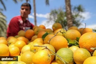 برداشت پرتقال از باغات دیر البلح در مرکز نوار غزه