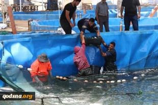 تصاویری از یک مرکز پرورش ماهی در نوار غزه/ شرایط سخت محاصره مانع از تولید نشده است 5