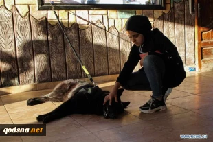 Pet exhibition held in Gaza City, Palestine
 3