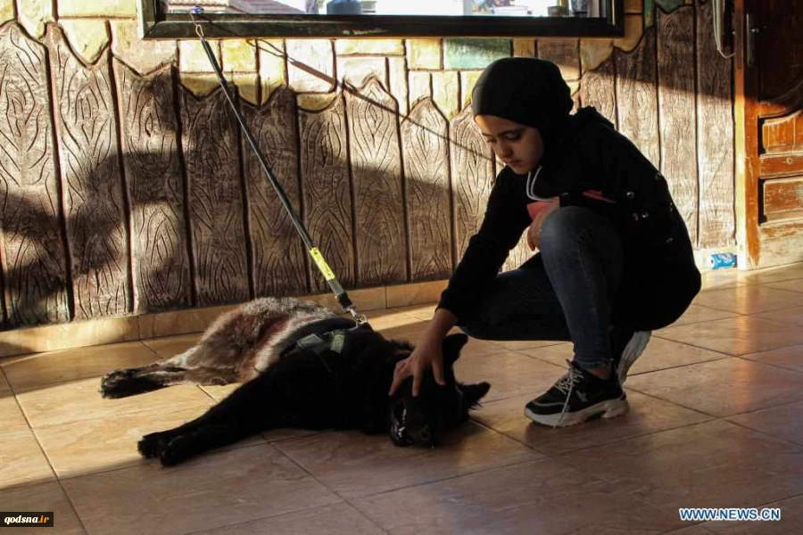 Pet exhibition held in Gaza City, Palestine
 3
