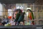 Pet exhibition held in Gaza City, Palestine
 4