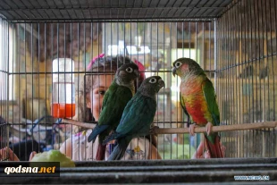 Pet exhibition held in Gaza City, Palestine
 4