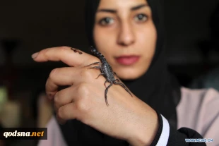 Pet exhibition held in Gaza City, Palestine
 6