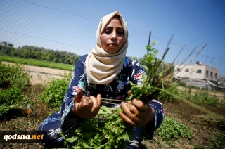 Gaza's farmer women create, sell cosmetics from local herbs