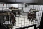 13 Palestinian captives remain on hunger strike against detention without trial