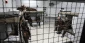 More Palestinian captives in Israeli prisons to join hunger strike: NGO