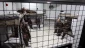 Palestinian Islamic Jihad threatens Israel with open war if any Palestinian inmate dies