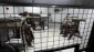 For 44th day, Palestinian administrative captives continue boycott of Israeli courts