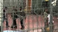 Official: Israel warns to deny Palestinian captives’ treatment if strike not called off