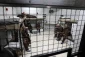 PPS: 835 Palestinians are placed under administrative detention