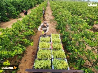 گزارش تصویری؛

برداشت انگور از باغ‌های جنوب نوارغزه/ برگزاری نمایشگاه صنایع دستی در الخلیل