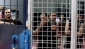 At least 65 Palestinians martyred inside Israeli prisons