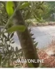 صبح امروز ... سنگ باران خودروهای زرهی اشغالگران توسط جوانان فلسطینی در جنین