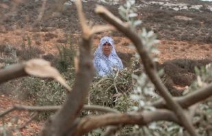 ریشه کنی1300 درخت زیتون