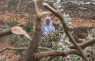 ریشه کنی1300 درخت زیتون