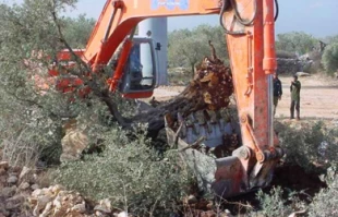 ریشه کنی1300 درخت زیتون