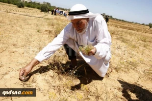 بزرگداشت یوم النکبه درتصویر 1