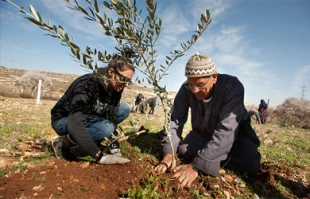 کاشت 750 هزار اصله درخت زیتون در فلسطین