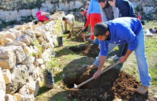 کاشت 750 هزار اصله درخت زیتون در فلسطین