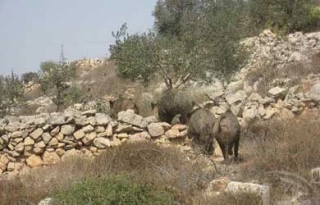 نابودی محصولات فلسطینی توسط گرازهای اسرائیلی
