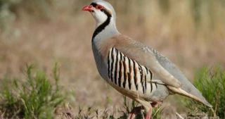 Palestinian partridge: Beauty on verge of extinction