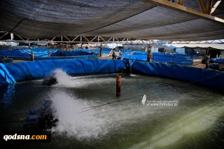 تصاویری از یک مرکز پرورش ماهی در نوار غزه/ شرایط سخت محاصره مانع از تولید نشد