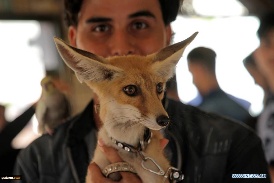 Pet exhibition held in Gaza City, Palestine
 7