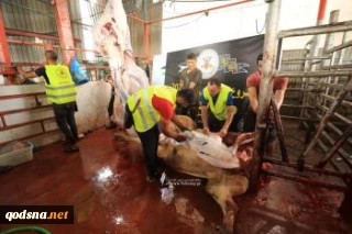 گزارش تصویری/

فعالیت بخش امور خیریه جنبش جهاد اسلامی در نوارغزه در روز عید قربان