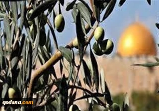 ریشه کن کردن هزاران درخت زیتون