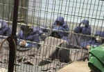 شهادت ۷۷ اسیر فلسطینی در زندان‌های اسرائیلی از ۷ اکتبر ۲۰۲۳ 2
