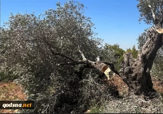 نابودی 75 درصد درختان زیتون غزه