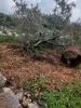 حمله شهرک‌نشینان به باغات زیتون فلسطینیان در شمال طولکرم  2
