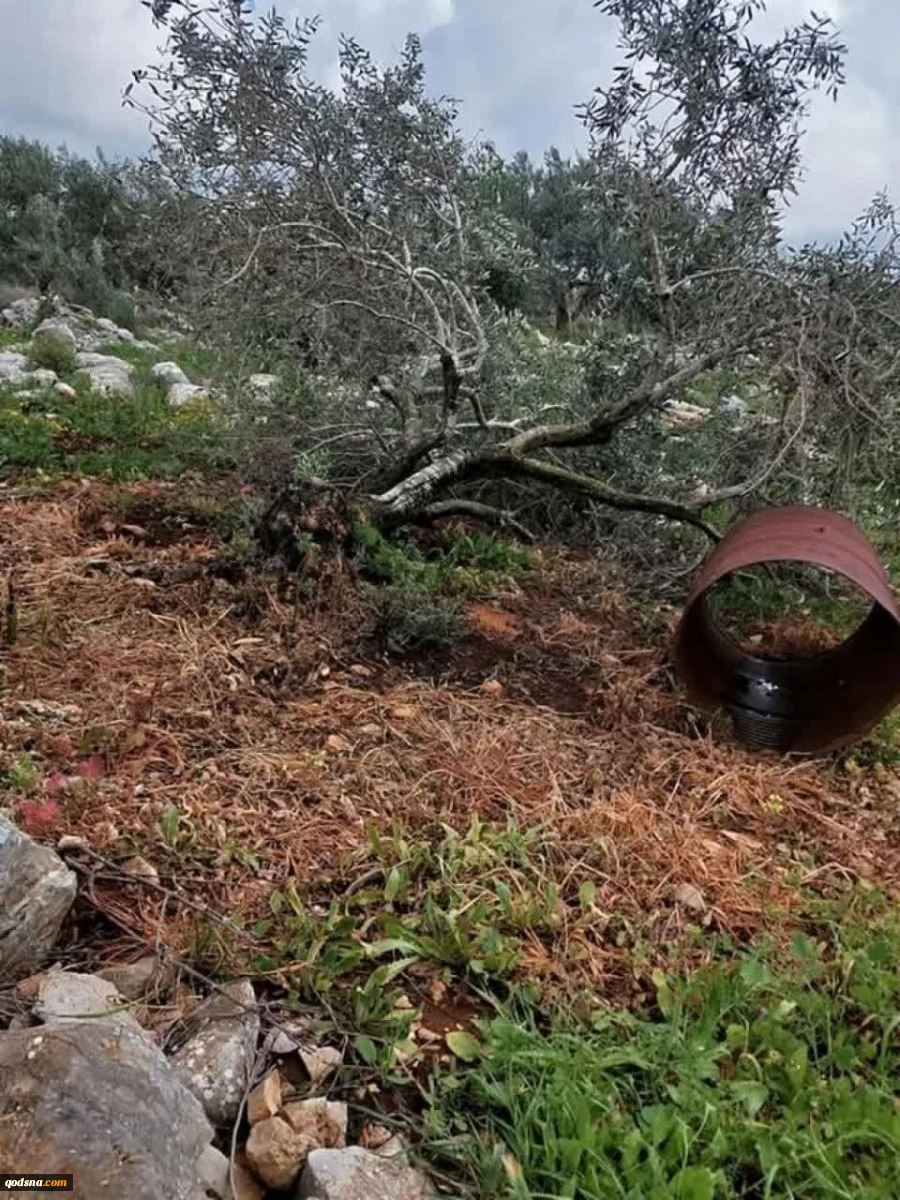 حمله شهرک‌نشینان به باغات زیتون فلسطینیان در شمال طولکرم  2