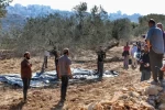 من الزيتون إلى الخراب: كيف يُعاد تشكيل الجغرافيا الفلسطينية؟ 2