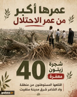 قطع 40 درخت زیتون با عمر بالاتر از رژیم جعلی